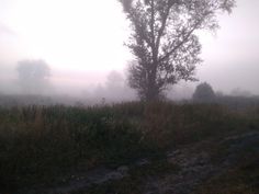 a foggy field with a lone tree in the foreground and bushes on the far side