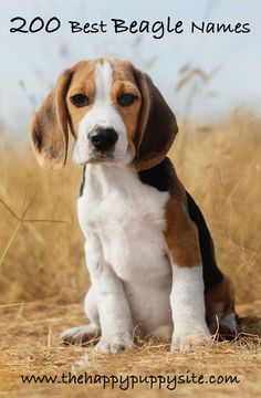 a beagle puppy sitting in the middle of a field with text overlay that reads, 200 best beagle names