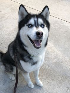 a black and white husky dog sitting on the ground with his tongue hanging out looking at the camera