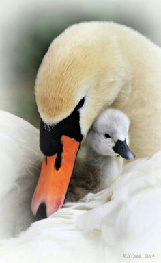 two white geese with orange beaks are in the water