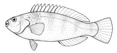 a black and white drawing of a fish with spots on it's body, side view