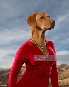 a brown dog wearing a red dress in the middle of nowhere, looking up into the sky