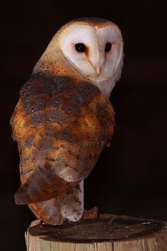 an owl sitting on top of a wooden stump