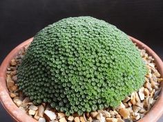 a large green plant sitting in a pot on top of gravel and rocks with pebbles around it