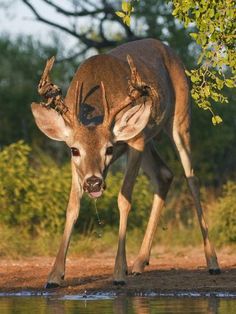 a young deer drinking water from a pond