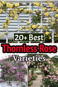 the top 20 best thornless rose varieties to grow in your yard or garden, with text overlay