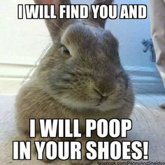 a rabbit is sitting on the floor with its head up and it says, i will find you and i will poop in your shoes