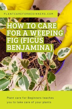 two hands in yellow gloves are holding a potted plant with green leaves and the words, how to care for a weeping figus benjama