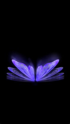 an open book with two purple petals on it's pages, in the dark