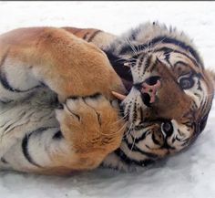 a tiger rolling around in the snow on its back