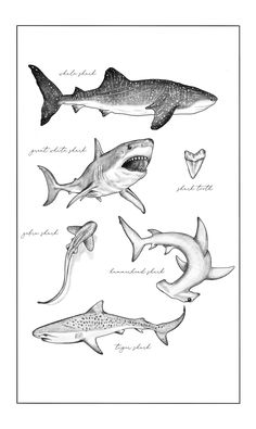 four different types of sharks are shown in this black and white drawing, with the words shark