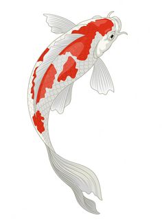 a red and white koi fish swimming in the water