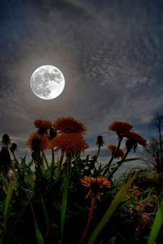 the full moon shines brightly above some flowers