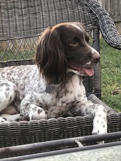 a brown and white dog laying on top of a wicker chair next to a bird