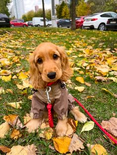 a brown dog wearing a coat and leash sitting in the grass with leaves on it