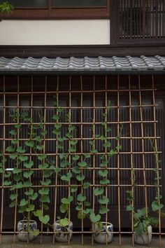 some plants are growing on the side of a building