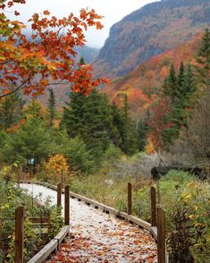 a wooden walkway in the middle of a forest with fall leaves on it and mountains in the background