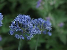 three blue flowers with green leaves in the back ground and one flower is on top of another plant