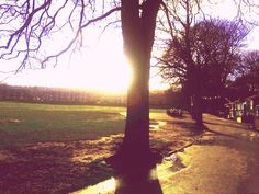 the sun shines brightly through the trees in this park