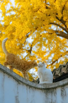 two cats sitting on top of a roof next to each other in front of a tree