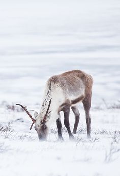 a reindeer grazing in the snow with it's antlers bent down to eat