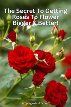 red roses with text that reads, the secret to getting roses to flower bigger and better