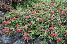 some pink flowers are growing out of the rocks