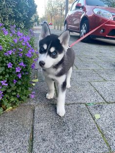 a husky dog standing on the sidewalk next to purple flowers