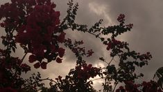 red flowers are blooming on the branches of a tree in front of a cloudy sky