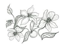 a drawing of some flowers on a white background