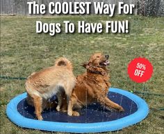 the coolest way for dogs to have fun