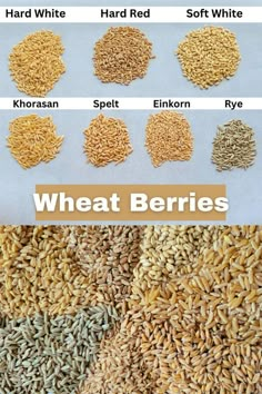 different types of wheat seeds and their names