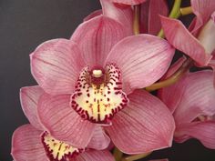 pink orchids with white tips and yellow stamen