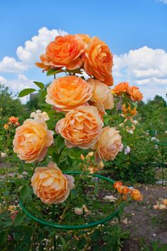 orange roses are growing in a garden on a sunny day with blue sky and clouds