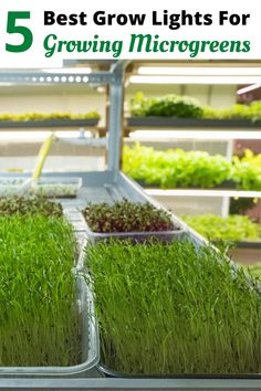 growing microgreens Microgreen Farming, Microgreens Garden, Farming Ideas