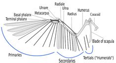 the structure of a bird's wing and its parts labeled in red, white, and blue