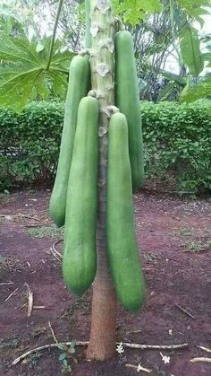 several green cucumbers growing on the side of a tree in a garden area