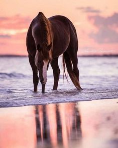 a brown horse standing on top of a sandy beach next to the ocean at sunset