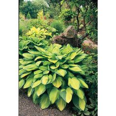 a large green plant sitting in the middle of a garden