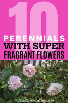 pink flowers with text overlay that reads 10 perennials with super fragrant flowers