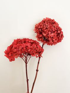 two red flowers are in a vase on a table next to a white wall,