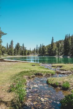 a river running through a lush green forest