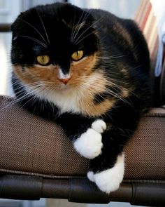 a black, orange and white cat sitting on top of a chair