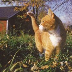 an orange and white cat standing in the grass with its paw raised to the sky