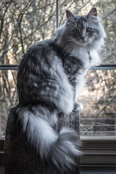 a long haired cat sitting on top of a scratching post in front of a window