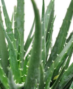 a close up of a plant with green leaves