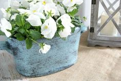 some white flowers are in a blue pot