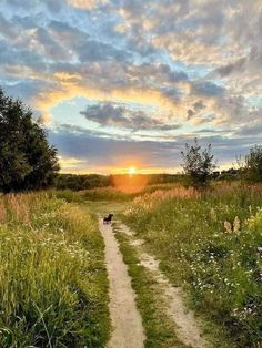 a dog walking down a dirt road in the middle of a grassy field at sunset