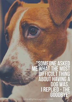 a brown and white dog with a quote on it