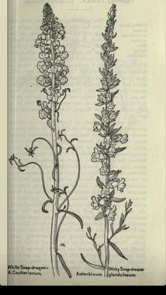 an old book with two flowers on it